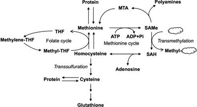 Pathological role of methionine in the initiation and progression of biliary atresia